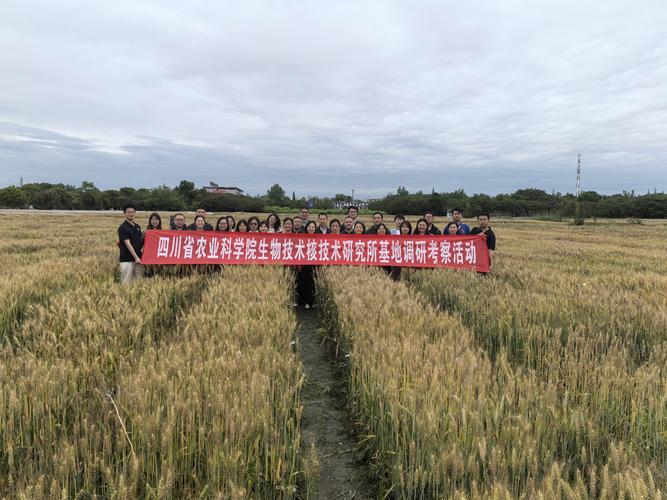 生物技术核技术研究所_院生核所开展小麦生物育种